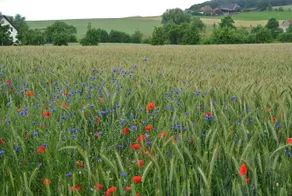 Ruheparadies Im Windfeld - Image 4