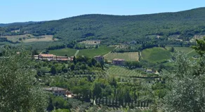 Damario Panorama - Image 4