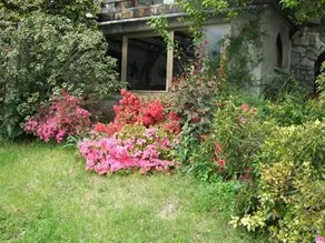 IVAN - Image 4