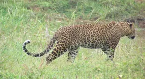 Sarath Home Stay & Safari - Image 4