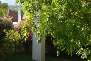 Jamaican Dreams - Image 5