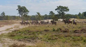 De Stal - Image 5
