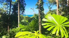 Daintree Magic - Image 3
