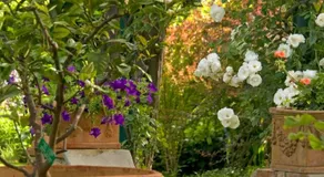 Casa Rosa - Image 5