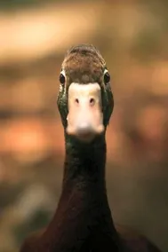 Le Canard Enchante - Image 2