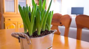 APARTAMENTO LOS NARCISOS - Image 3