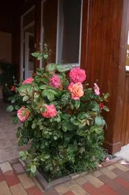 Sari Vendeghaz - Image 2