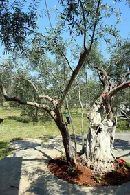 Ktima Anastasia - Image 3