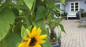 Ebeltoft Centrum - Image 3