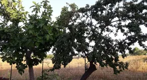 Casa Vacanza Campoli - Image 2