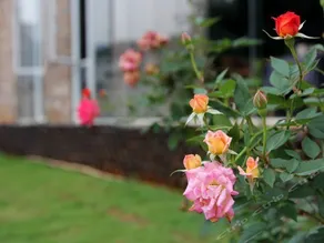 Pause Home - Image 5