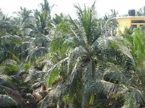 Gaffino's Beach Resort - Image 3