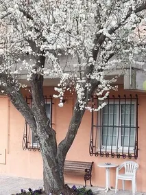 Il Vigneto - Image 2