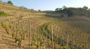 les vignes Ardéchoises Peuplier - Image 4