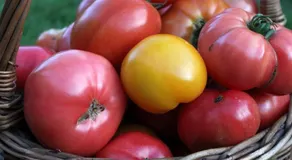 Agroturystyka U Iwonki - Image 4