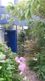 Teunisbloem - Image 2