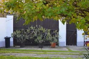 Valentin Haz - Image 2