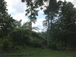 The Merapi Hill Villa - Image 3