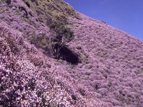 Spring Dale Resort - Image 5