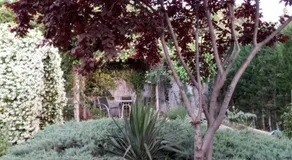 Bay Leaves - Image 3