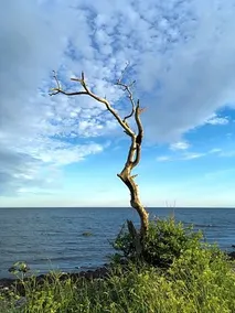 Rum Pa Landet Nara Havet - Image 4