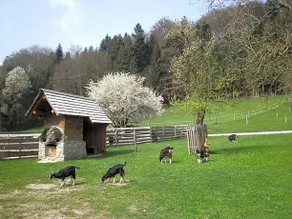 Bauernhof Kaspergut - Image 4
