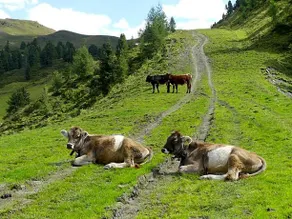 Bauernhof im Zillertal, der Badererhof - Image 3
