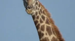 Oseki Maasai Mara Camp - Image 2