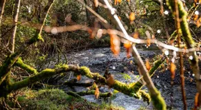 Finest Retreats - The Tree House - Eco-Friendly, Back To Nature Experience - Image 3