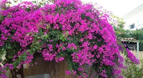 Granny's Olive Mill Villa - Image 3