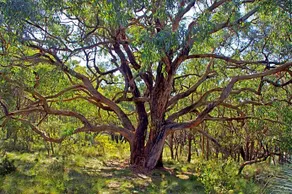Ridgetop Retreats - Image 4