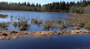 Zizania - Image 2
