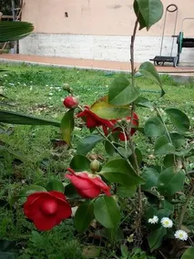 Villino Appio Bed & Breakfast - Image 4