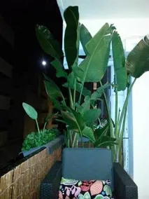 Apartment Avenida Pedro Matutes Noguera - Image 3