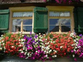 Bauernhof Erath Kuhforyou - Image 4
