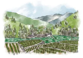 Sky Tea House-Yame Tea Experience - Image 5