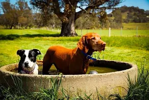 Mallum Creek Farm Stay - Image 3