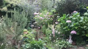 Teunisbloem - Image 5