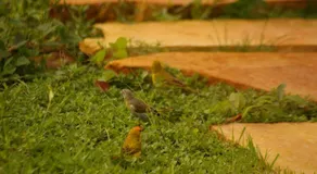 Chale Juliet - Image 3