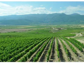 Winery Villa Yustina - Image 5