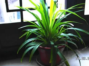 Xitang Kaka Home Inn No 1 - Image 3