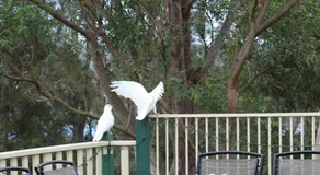 Blue Gum Cottage on Bay - Image 3