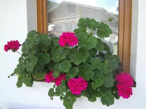 Ferienwohnung Gapp - Image 3