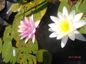 Venikula Guest House - Image 3