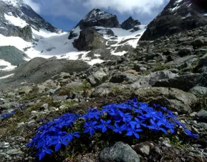 Le Chamois - Image 4