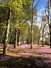 The House Of Lavender - Image 2