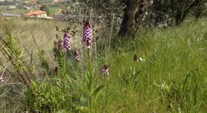 Podere S. Anna - Image 4