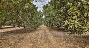 Sierra Nevada Mountain Retreat, Set on Citrus Farm - Image 5