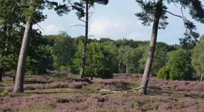 De Eurostee - Image 3