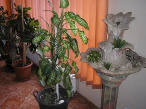 Pensiunea Colina - Image 4